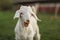 Young goat kid looking into camera, with mouth open, small teeth visible