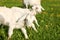 Young goat kids playing and grazing on spring green meadow with