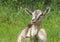 The young goat lies on a green glade in a summer sunny day. Farm animals on pasture