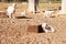 Young goat lying down with adult watching