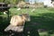 Young goat sitting on a bench in the garden