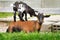 Young goat standing on the back of a mature ram