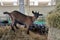 A young goat stands on a haystack on a farm and looks at the camera