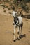 A young goat stands on sandy soil