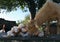 Young goat watching packed french bread