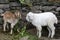 Young goats near a stone wall