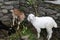 Young goats near a stone wall