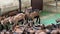 Young goats are walking in a stall on a farm