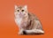 Young golden british cat on nuts brown background