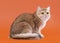 Young golden british cat on nuts brown background