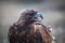 Young Golden eagle closeup. Mongolia. Nature.