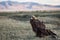 The young Golden eagle. Mongolia. Nature.