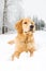 A young golden retriever dog laying down in snow