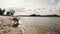 Young Golden Retriever Dog Running By Sandy Shore