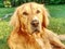 Young golden retriever is relaxing on grass in the park. Sweet retriever sitting