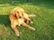 Young golden retriever is relaxing on grass in the park. Sweet retriever sitting