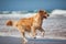 Young golden retriever running on the beach