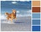 Young golden retriever running on the beach with palette color s