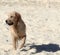 Young Golden Retriever on the walking carefully on the beach