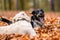 Young golden retriver playing in fallen leaves