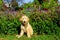 A young Goldendoodle dog sits for a dog portrait in the garden.