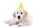 Young golder retriever puppy with birthday hat