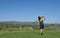 Young golfer hitting a golf shot