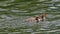 young goosander swims on the lake