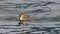 young goosander swims on the lake