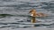 Young goosander swims on the lake