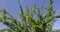 young gooseberry shrub with green foliage and flowers