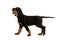 Young gordon setter puppy on white background