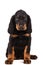 Young gordon setter puppy on white background