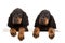 Young gordon setter puppy on white background