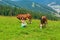 A young gorgeous girl shepherd grazing cows in a mountain meadow with amazing views of the hills