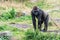 Young gorilla looks around the island