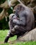 Young gorillas playing