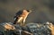 Young goshawk watches from its watchtowers