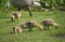 Young goslings foraging on grass