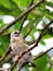 Young Gouldian finch bird