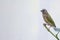 Young gouldian finch (Erythrura gouldiae) sitting on a twig