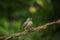 Young gouldian finch (Erythrura gouldiae) sitting on a wire