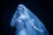 Young graceful balerina in image of ghost bride in art performance isolated on dark background in neon light.