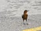 Young Grackle in Parking Lot