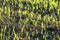 Young grain plants in the field/grain plants/field