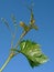 Young grape clusters