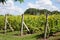 Young grape field vineyard