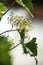 Young grape flowers close up