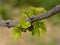 Young grape leaves on a vine in spring in Greece on a Sunny day