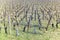 Young grape plants in a wineyard